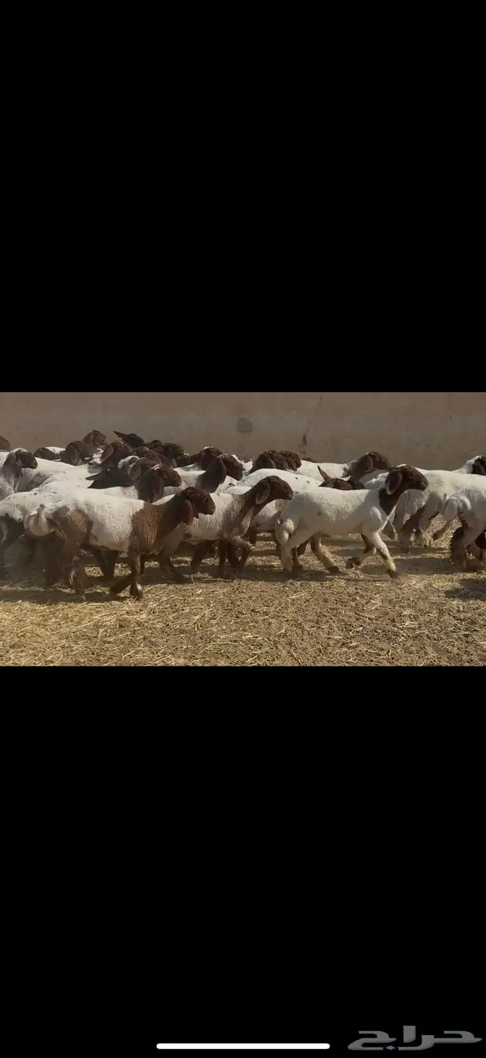 جذعات نعيم مقاني 3