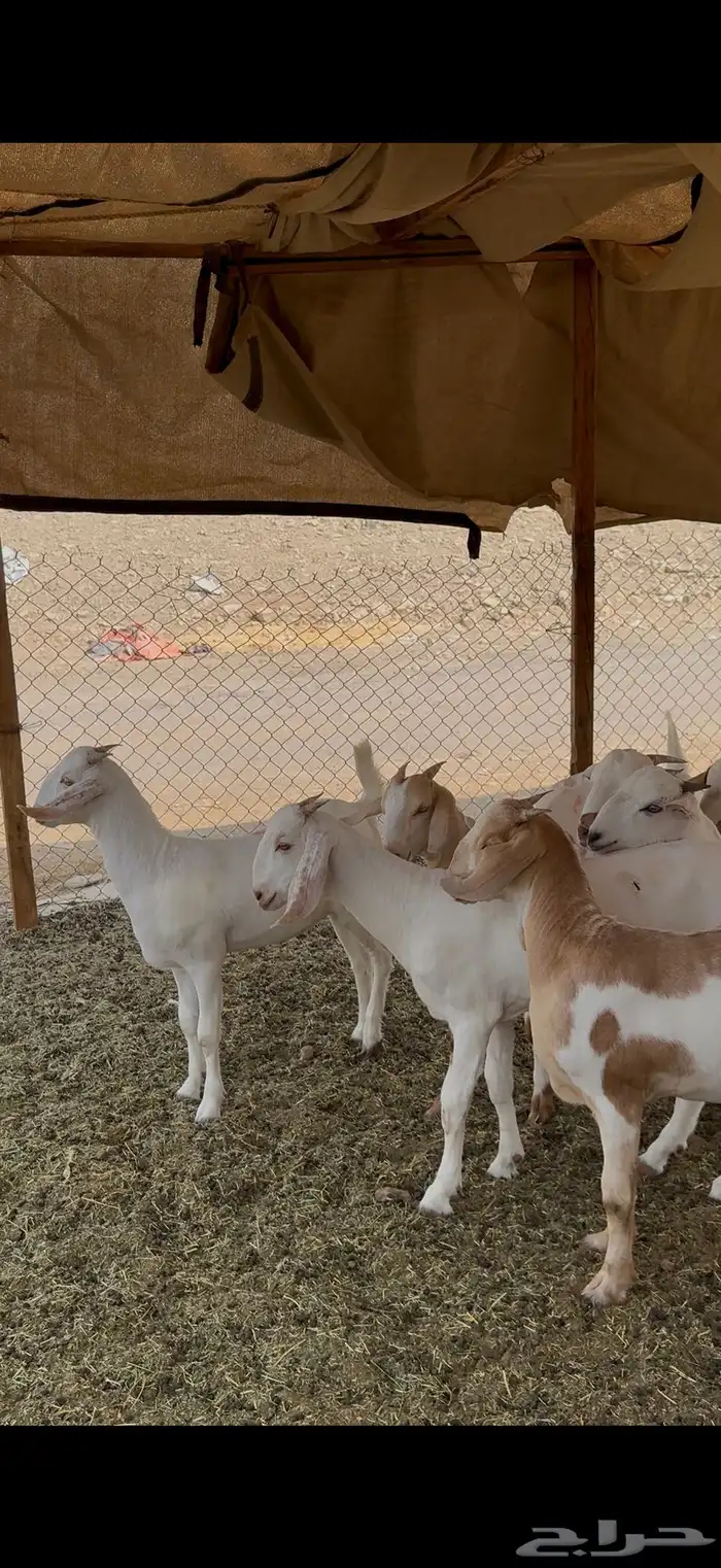 جفار برص فواخر 3