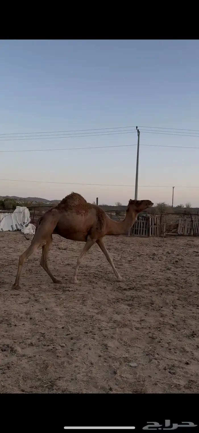 حمرا ساحليه للبيع لقحه 5