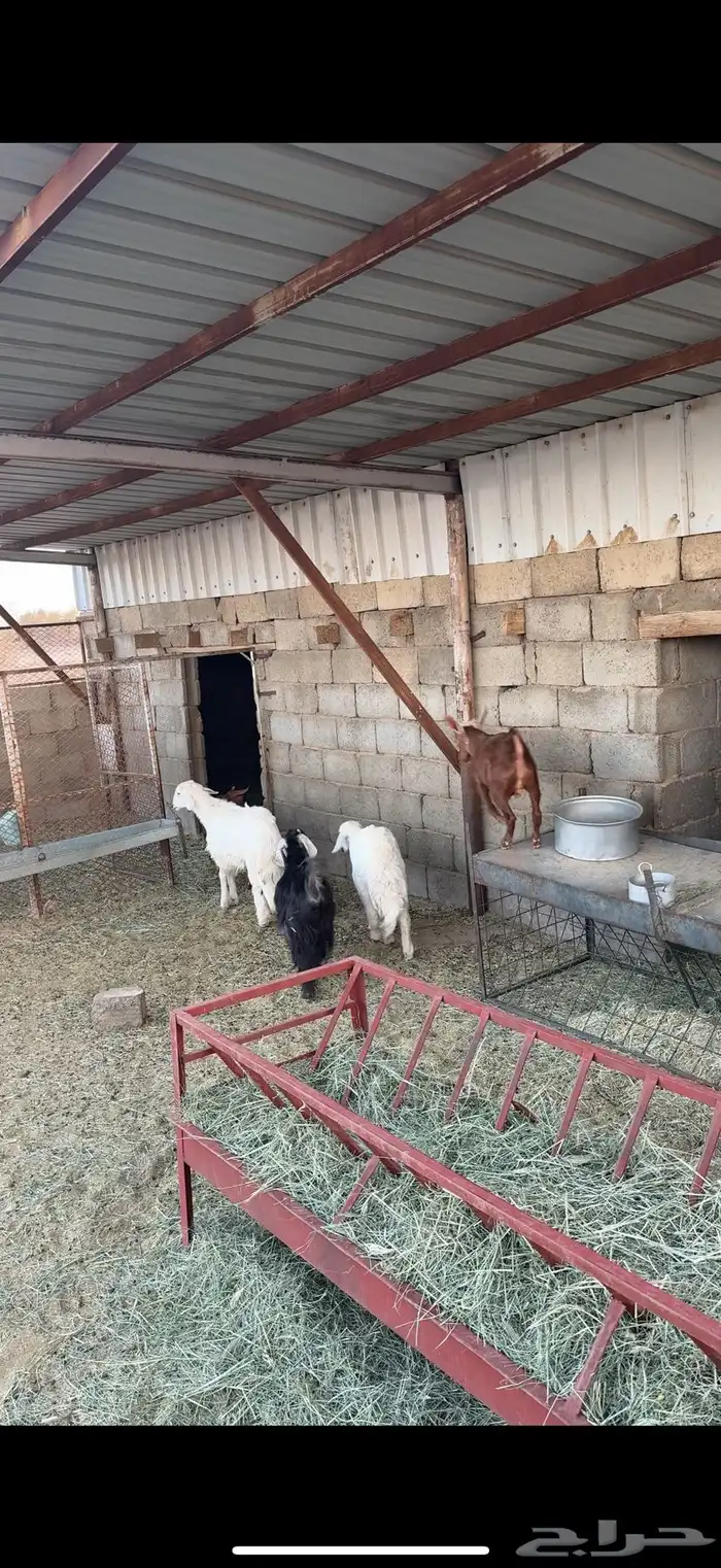 بهم وعرس للبيع 0