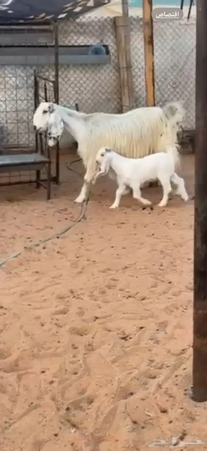 معزا مصريات خلفات جروم فاخره 0