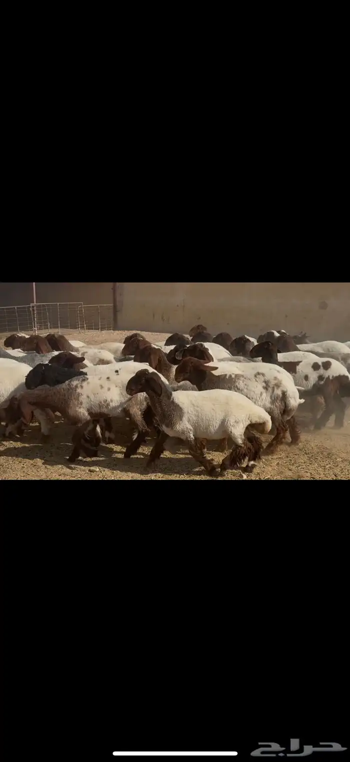 جذعات نعيم مقاني 2