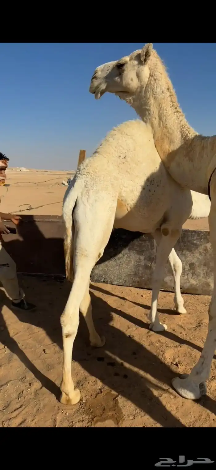 قعود حليب طايش 2