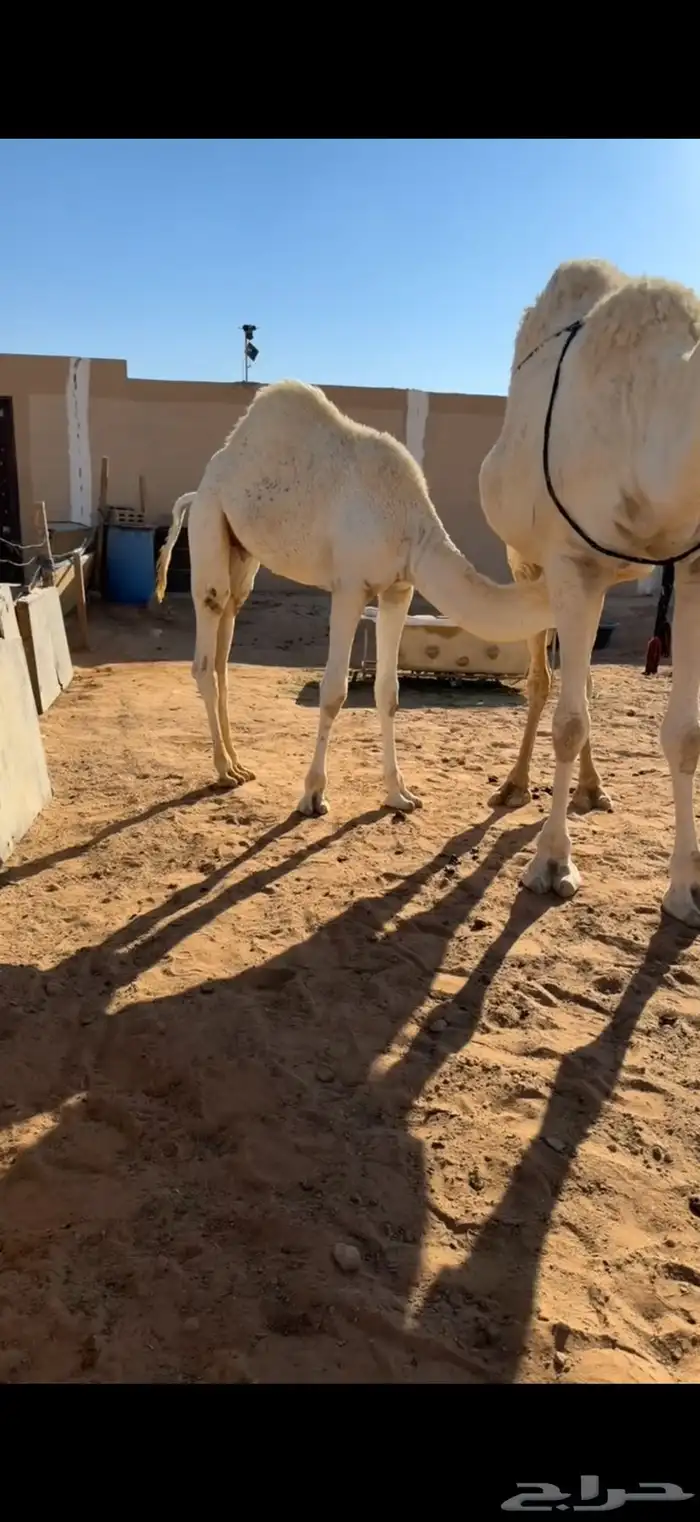 قعود حليب طايش 1