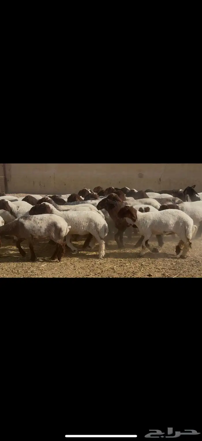 جذعات نعيم مقاني 4