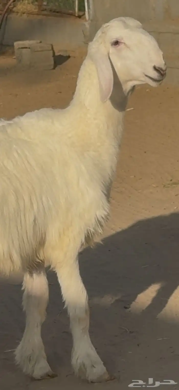 مشروع فحل نادر 1