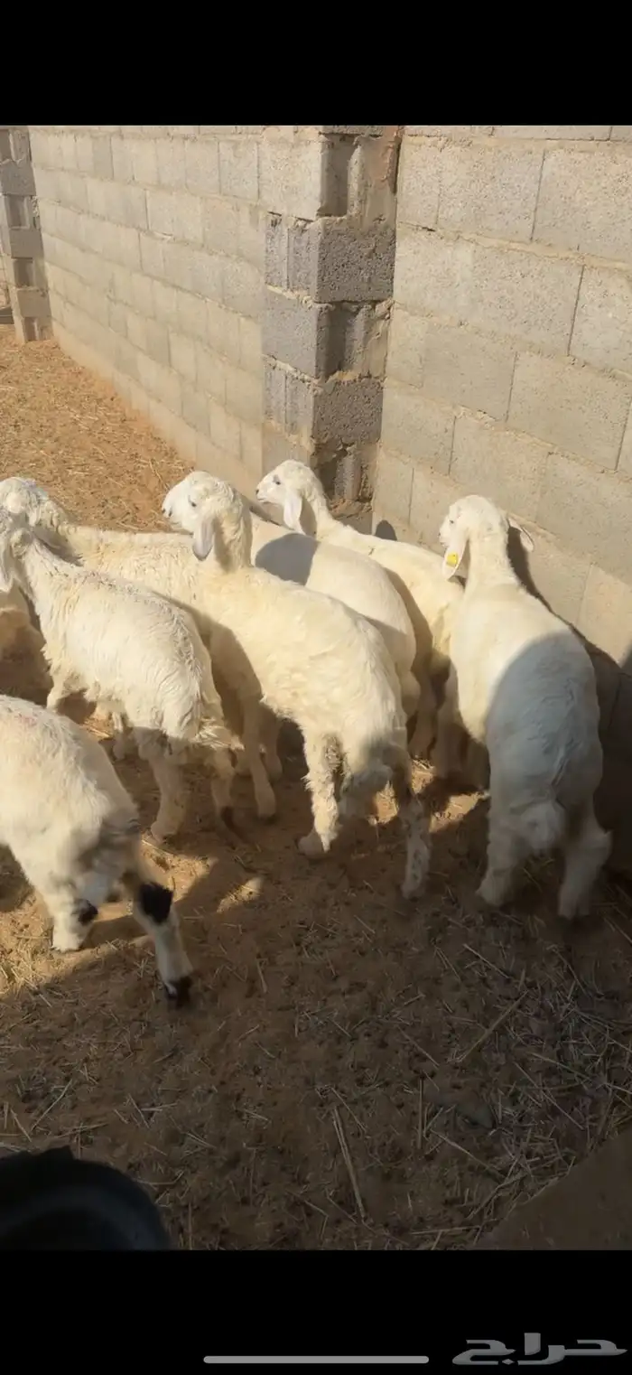 15 هرفي لباني جاي من البر ومحصن 0