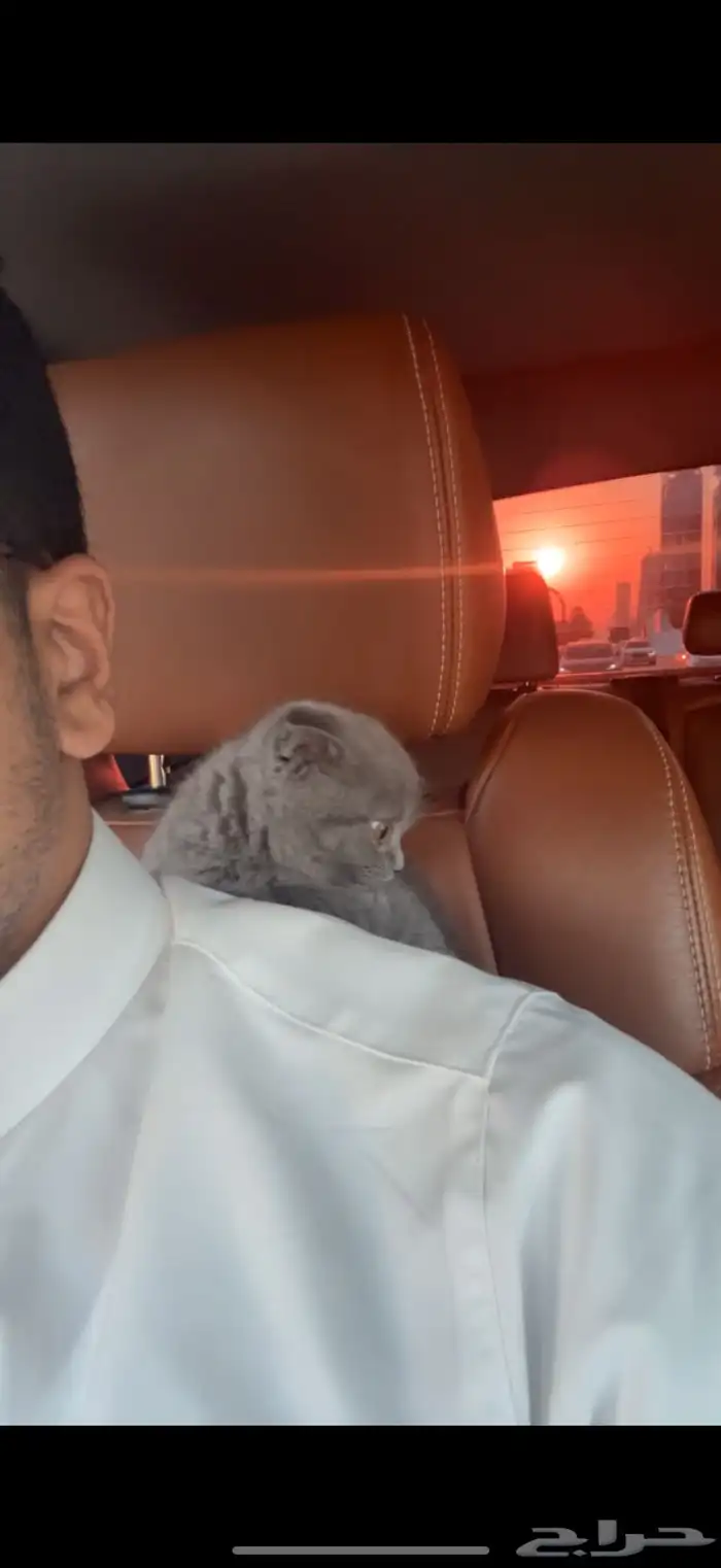 سكوتش اصلي 4