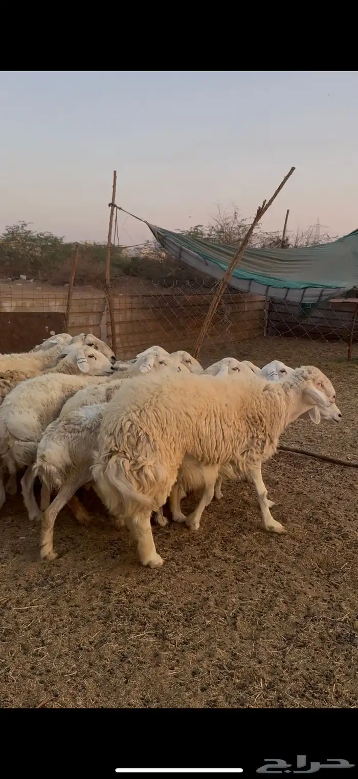 للبيع طلي رباع فحل ابرص شي نادر كفوو صنف (( تم البيع )) 2