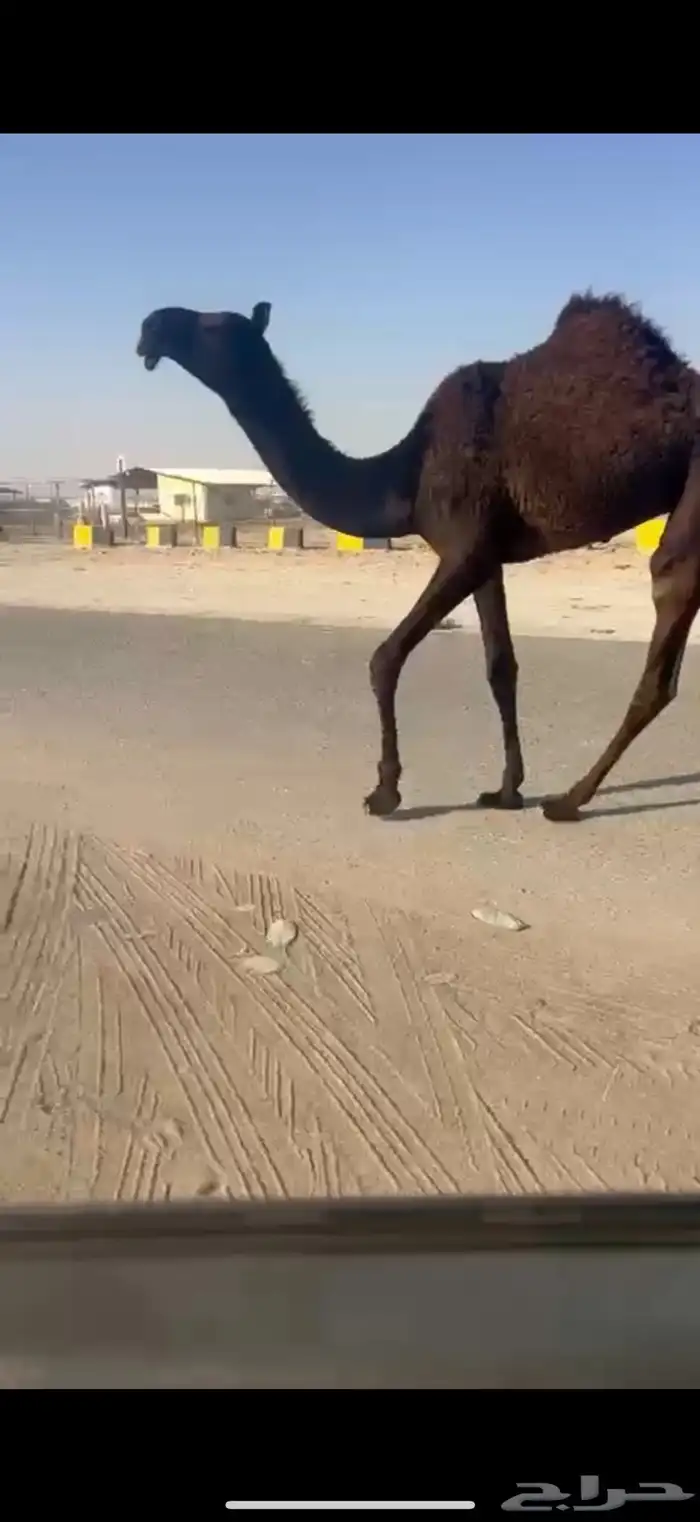 بكره فرديه 0