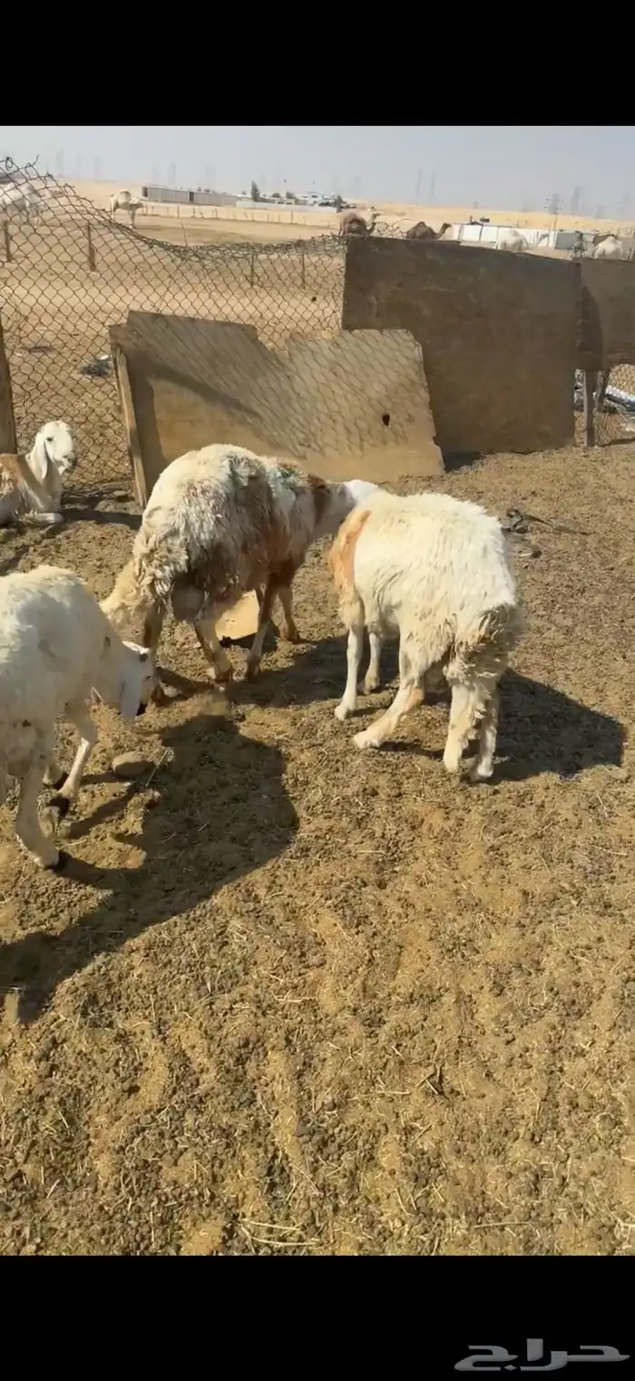 سواكن فواخر 0