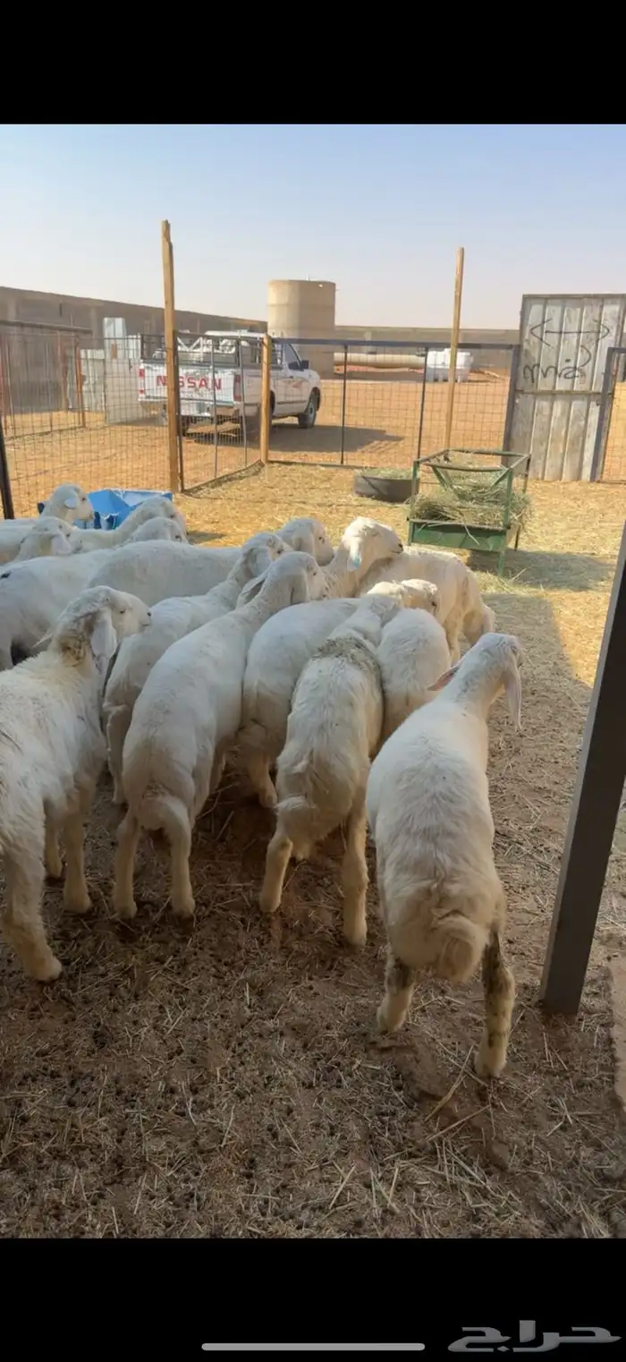 15 هرفي لباني جاي من البر ومحصن 4