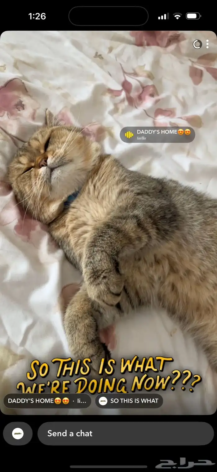 قط مفقود بالظهران بالدانه الشماليه لابس طوق ازرق 1