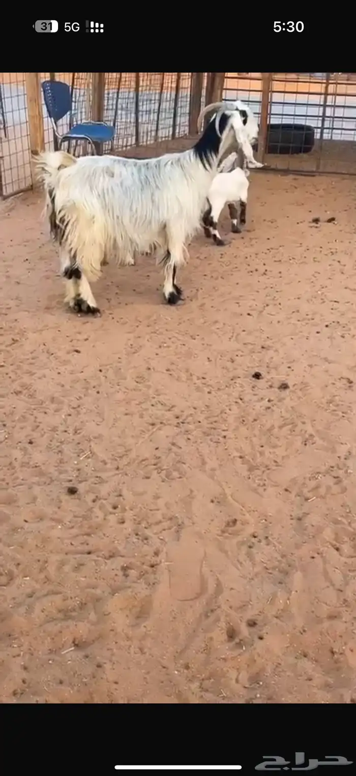 معزا مصريات خلفات جروم فاخره 2