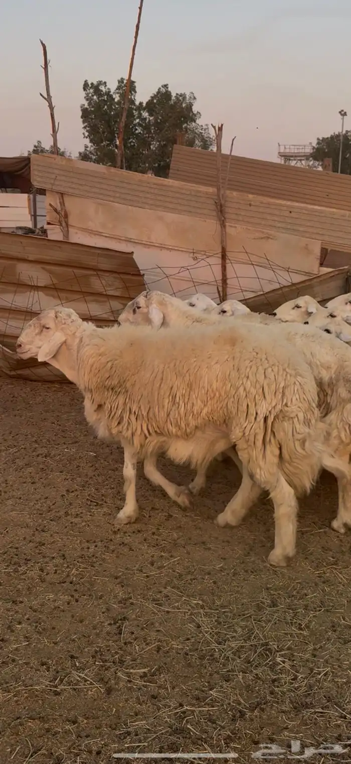 للبيع طلي رباع فحل ابرص شي نادر كفوو صنف (( تم البيع )) 0