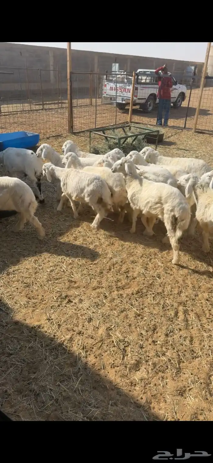 15 هرفي لباني جاي من البر ومحصن 2