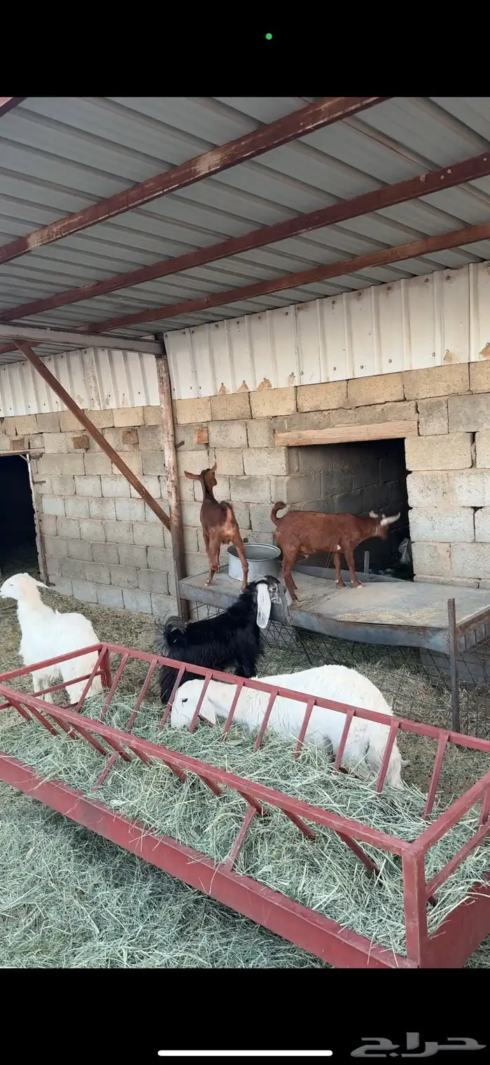 بهم وعرس للبيع 2