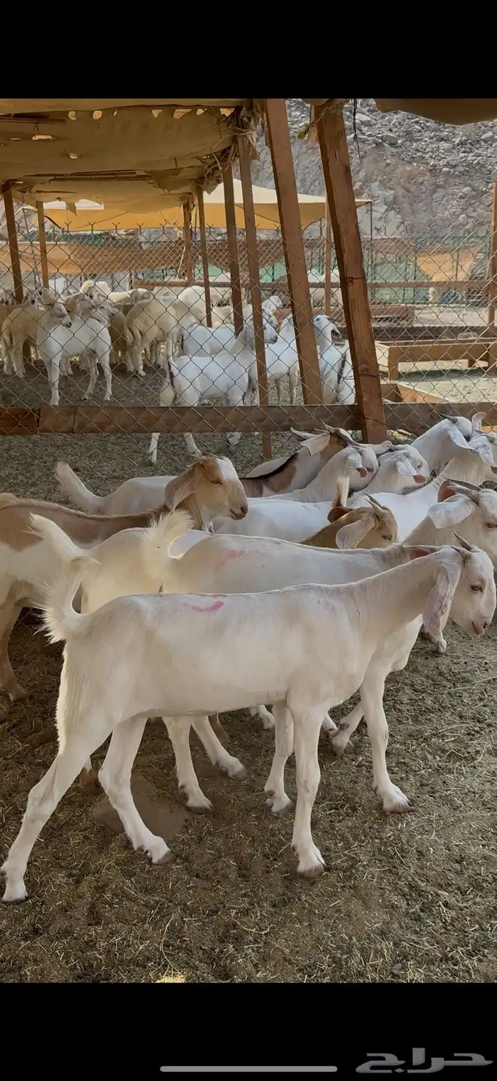 جفار برص فواخر 0