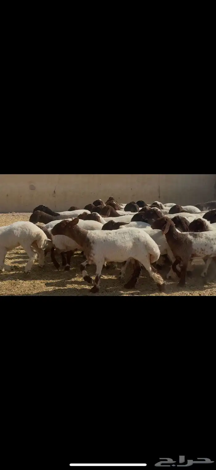 جذعات نعيم مقاني 1