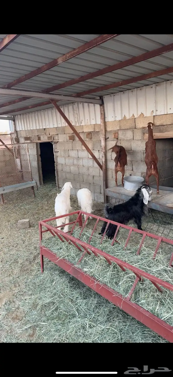 بهم وعرس للبيع 1