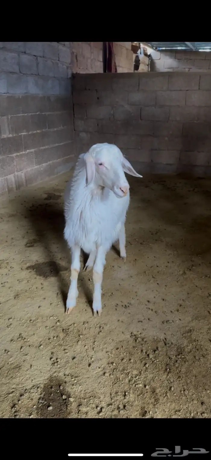 مشروع فحل ابرص 0