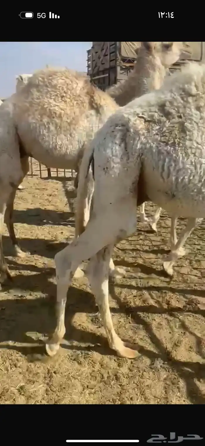 قعدان للعدد 6 العمر 7 شهور 0