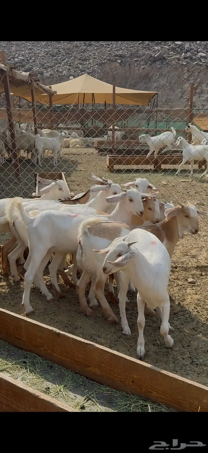 جفار برص فواخر 4