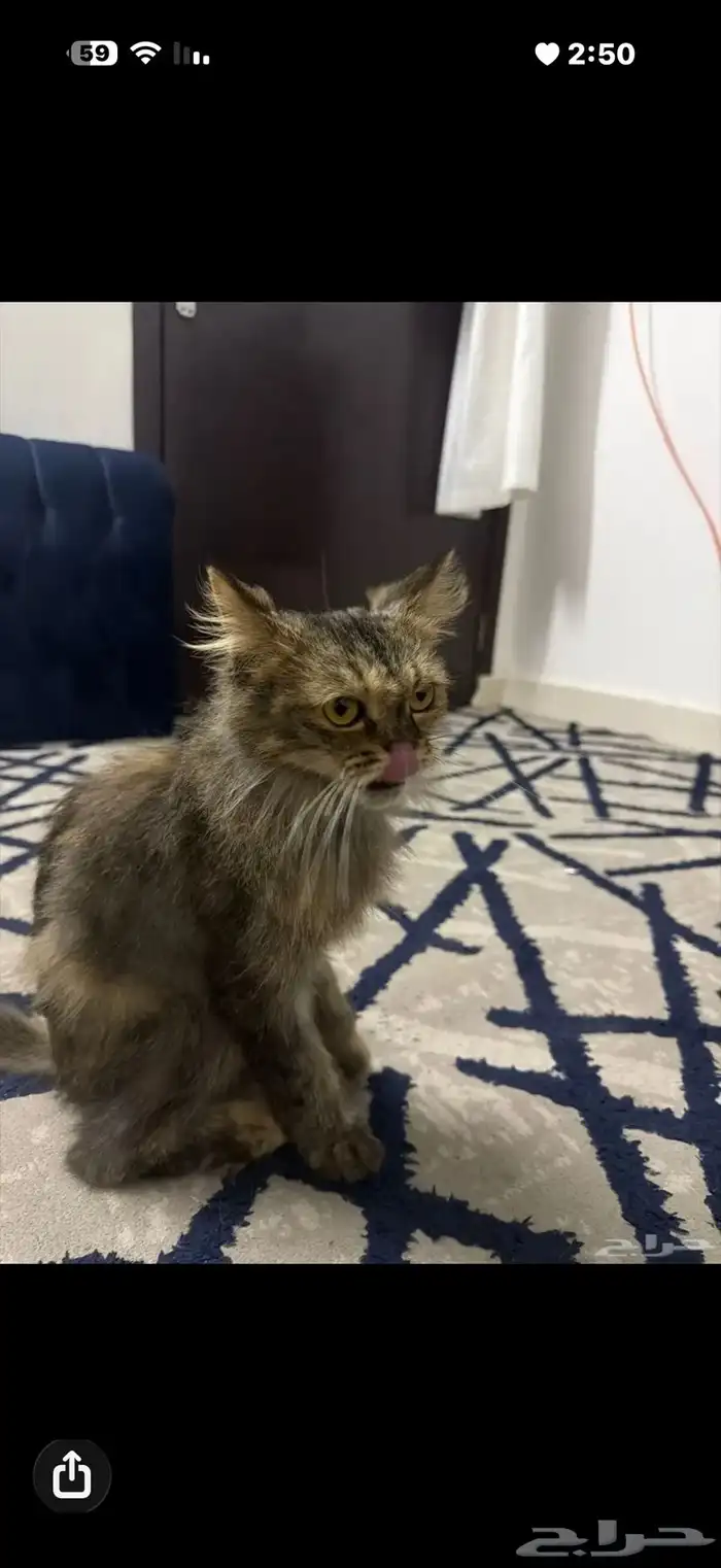 قط لتبني يحتاج عنايه لقيته مرمي بالشارع الي صامل يتواصل 0