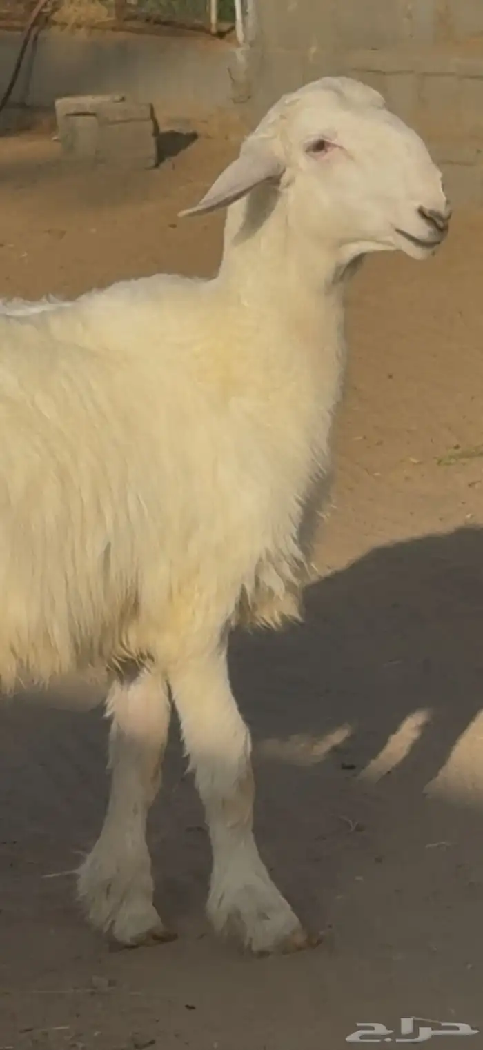 مشروع فحل نادر 2