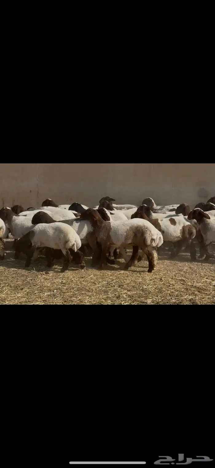 جذعات نعيم مقاني 0