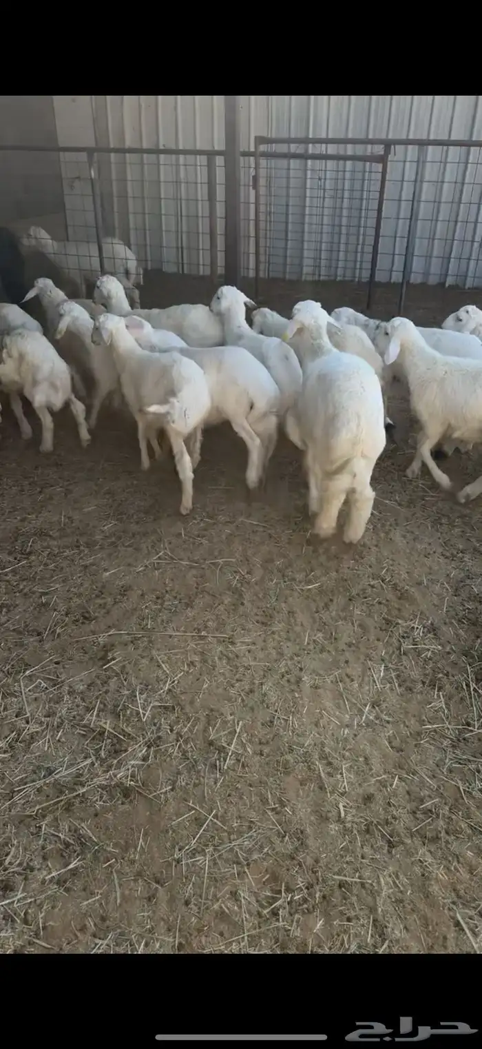 15 هرفي لباني جاي من البر ومحصن 1