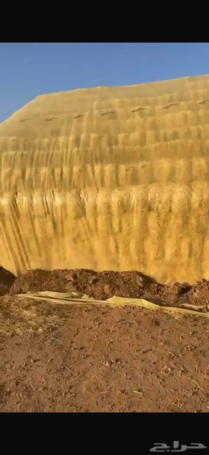 رودس ناعم شد80 وتحت حق السنه ذي 1