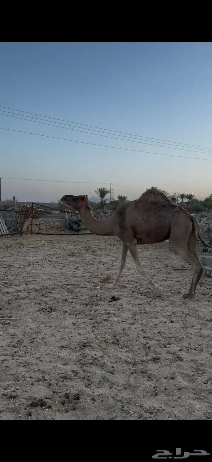 حمرا ساحليه للبيع لقحه 1