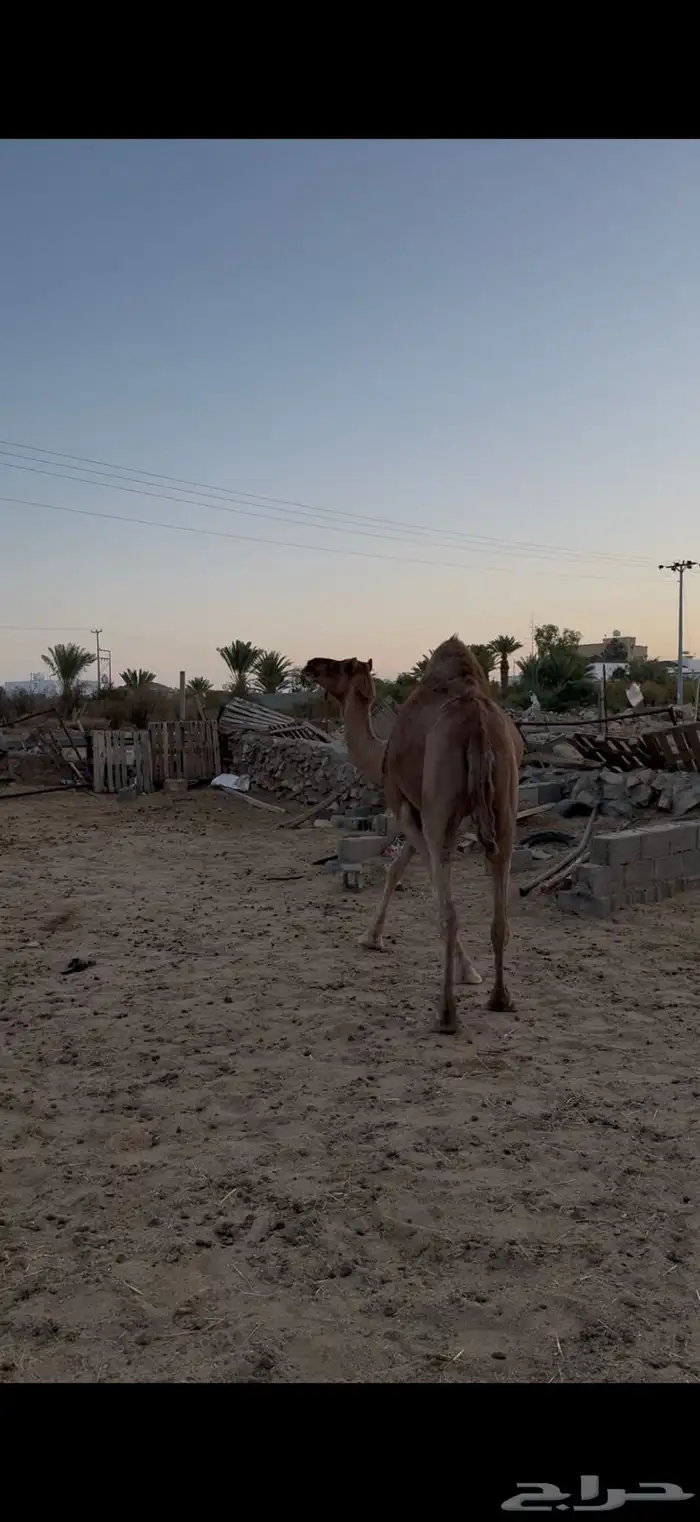 حمرا ساحليه للبيع لقحه 2