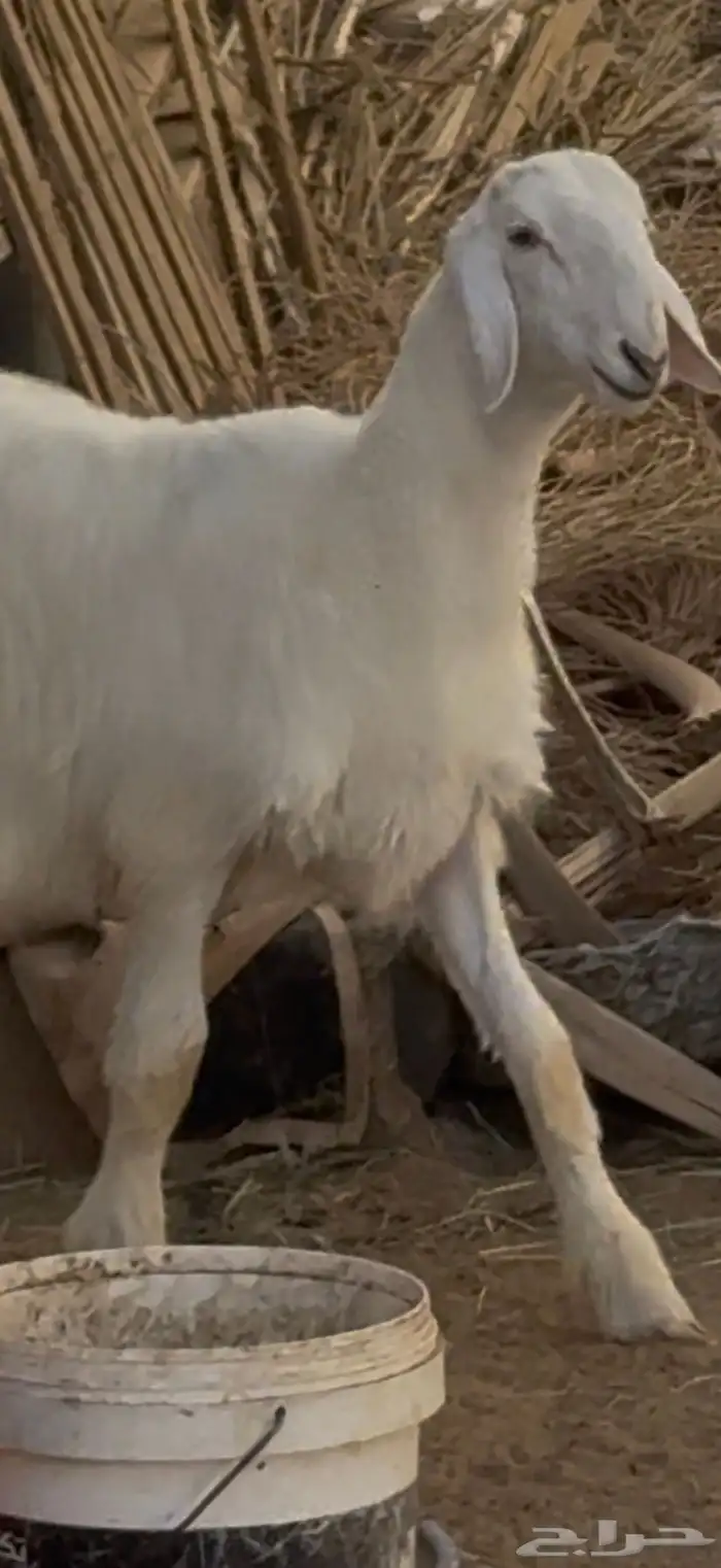 مشروع فحل نادر 0