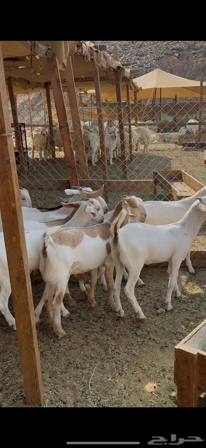 جفار برص فواخر 5