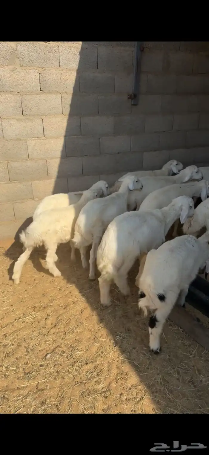 15 هرفي لباني جاي من البر ومحصن 3