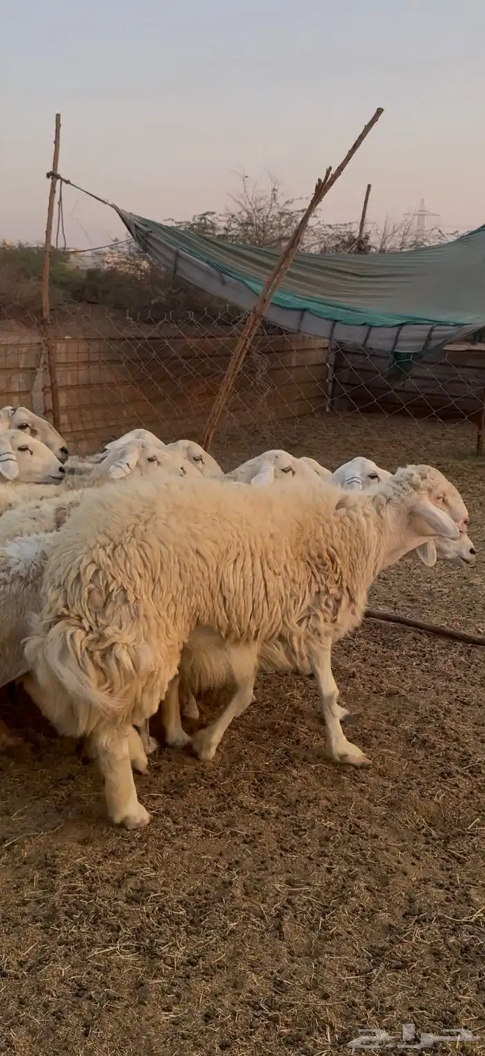 للبيع طلي رباع فحل ابرص شي نادر كفوو صنف (( تم البيع )) 1