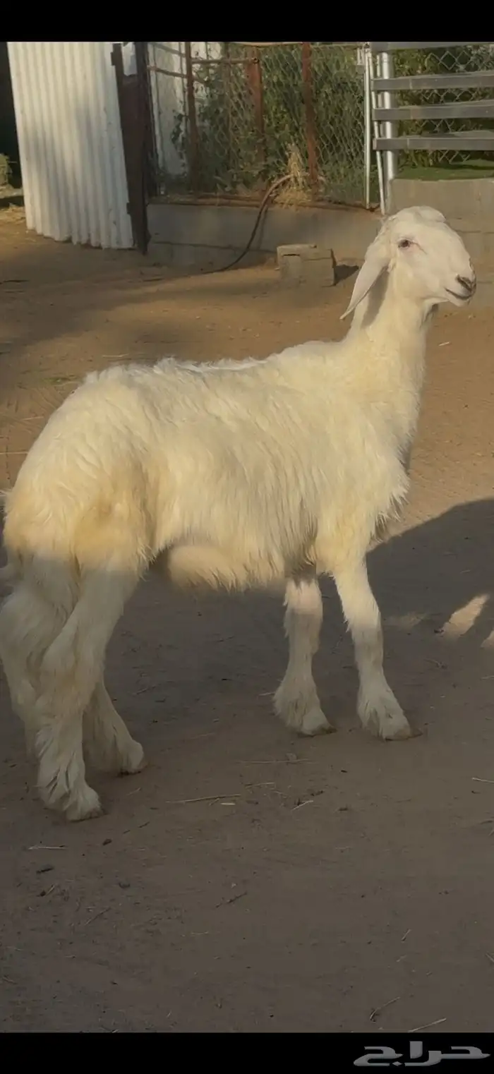 مشروع فحل نادر 4