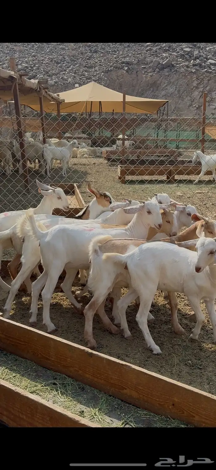 جفار برص فواخر 2