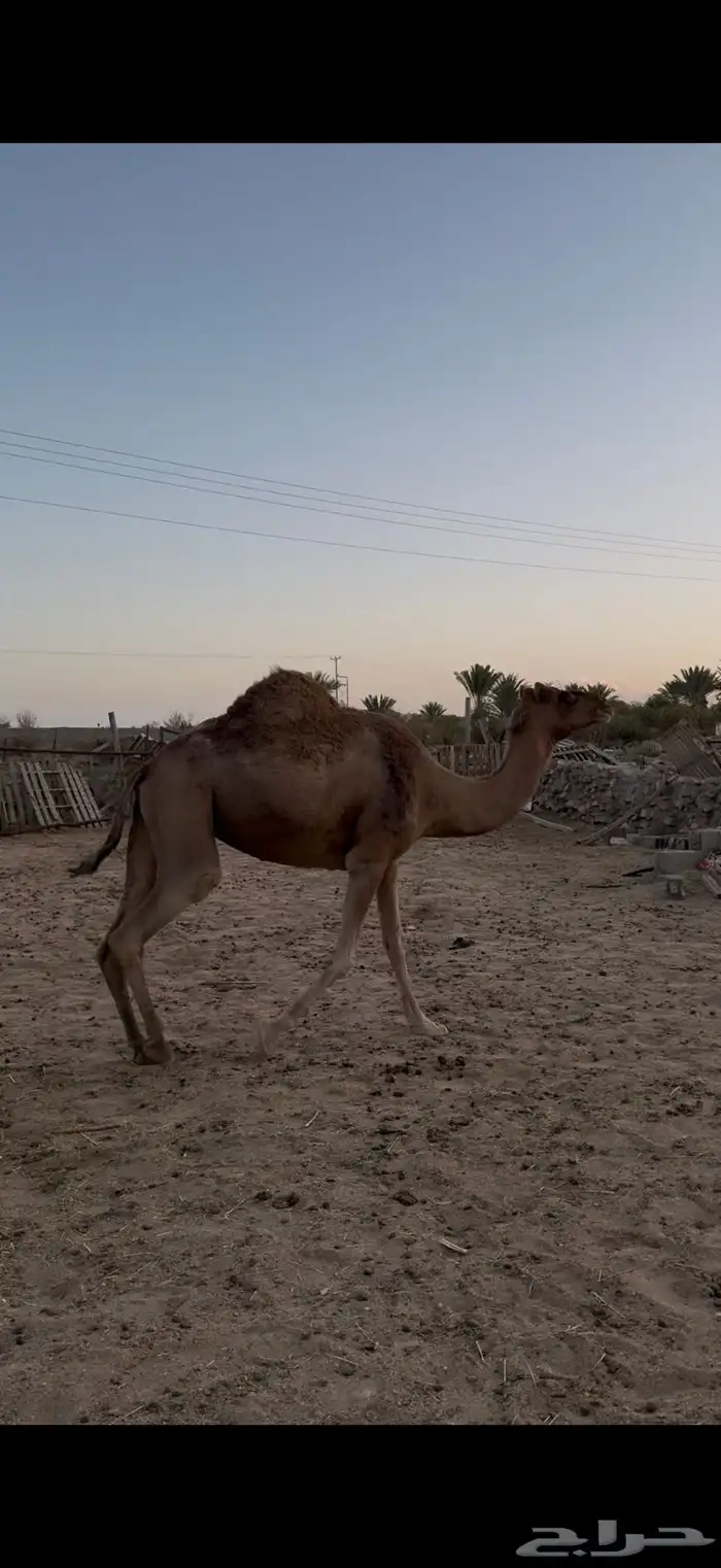 حمرا ساحليه للبيع لقحه 0