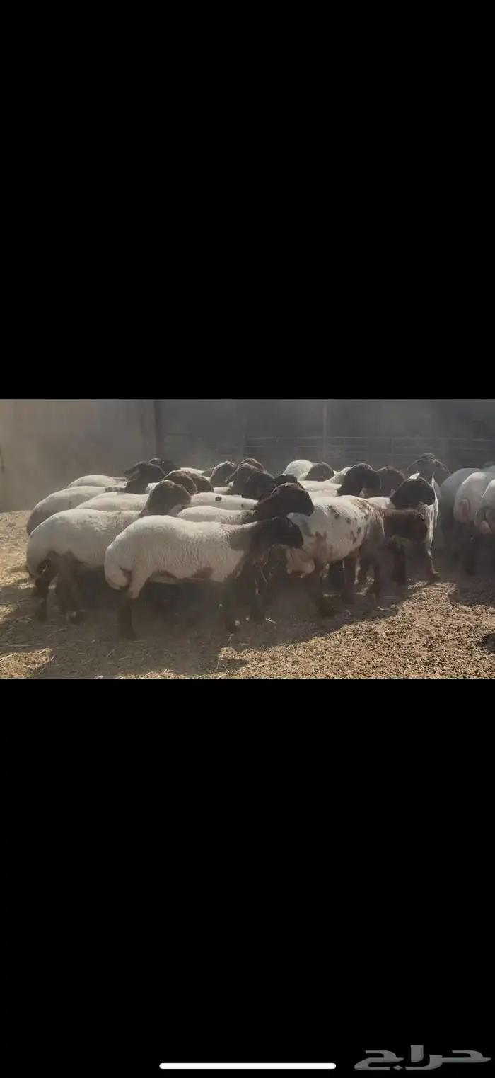 جذعات نعيم مقاني 5