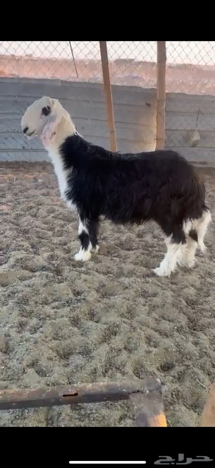 طلي عمره 5شهور مغلق 0