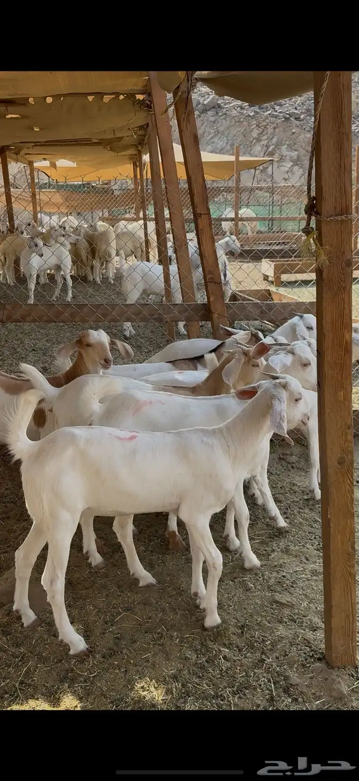 جفار برص فواخر 7