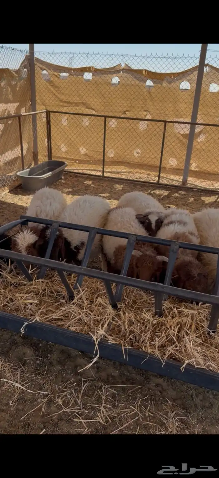 غنم نعيم للبيع 0