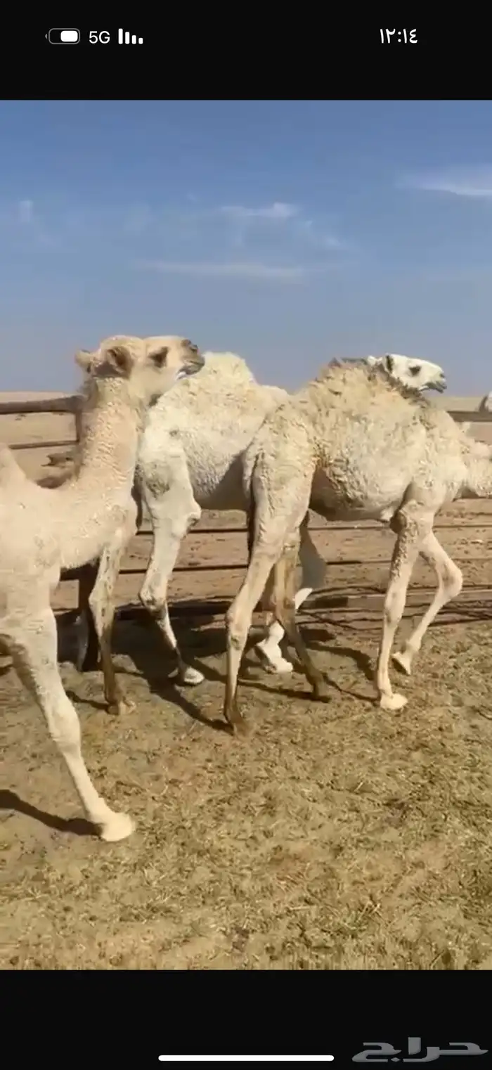 قعدان للعدد 6 العمر 7 شهور 1