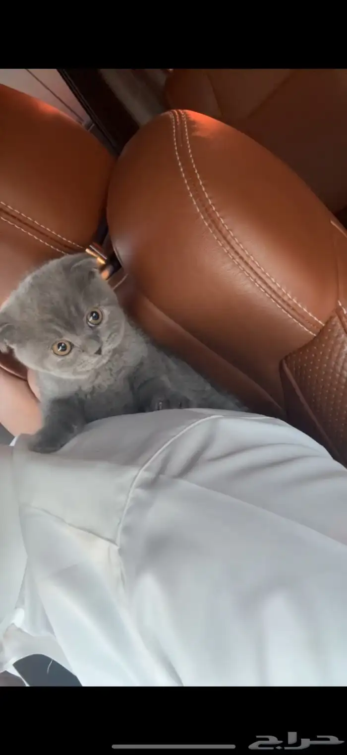 سكوتش اصلي 3