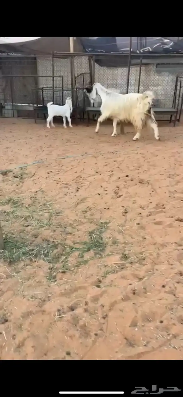 معزا مصريات خلفات جروم فاخره 1