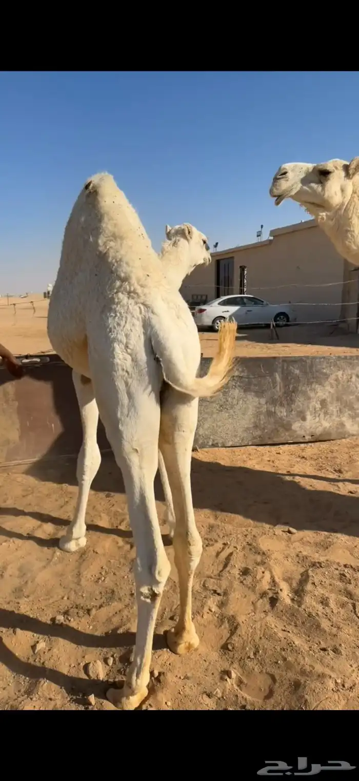 قعود حليب طايش 3