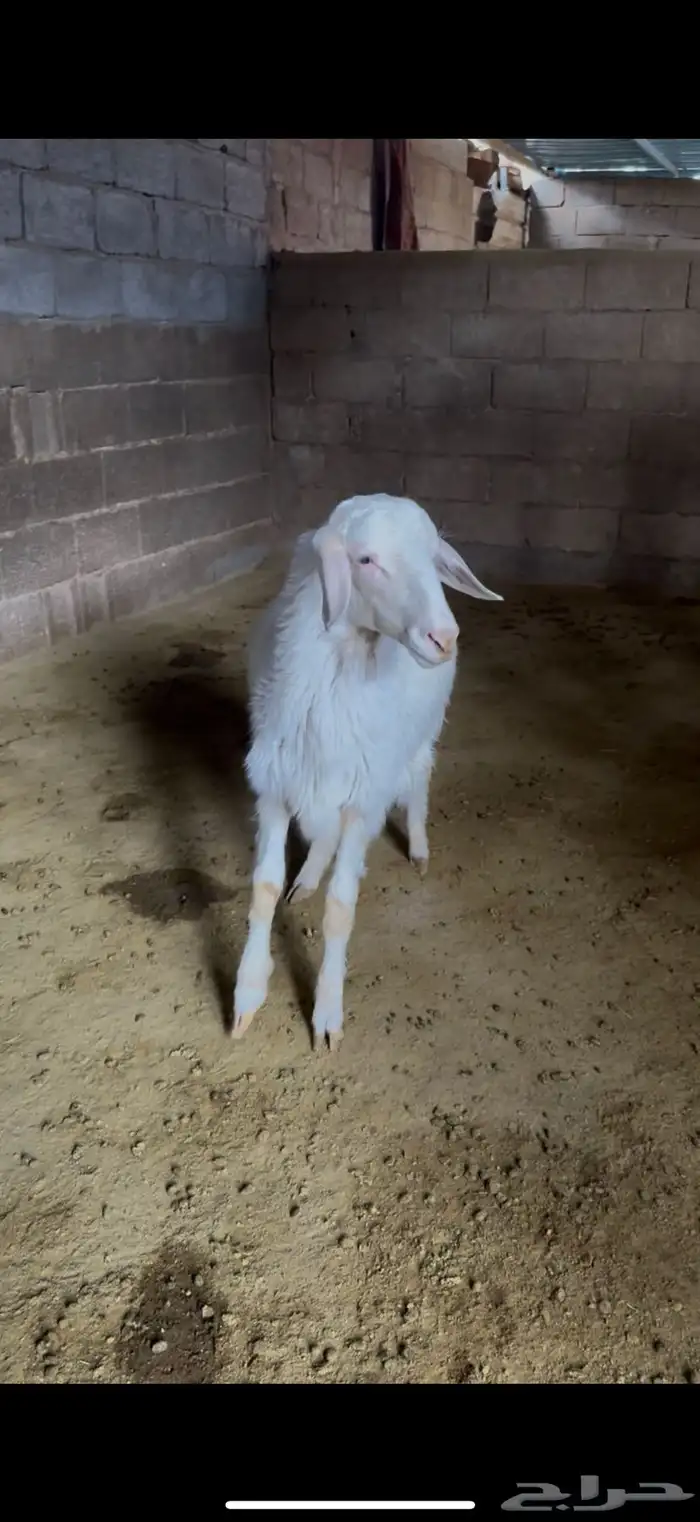 مشروع فحل ابرص 1